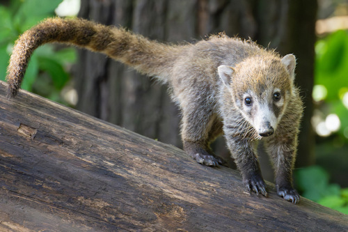 White-nosed caoti cub