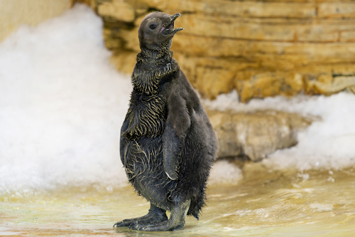 A King Penguin chick